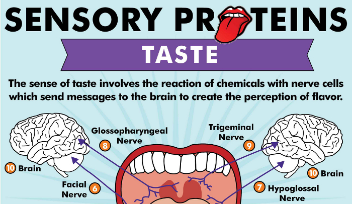 Signs And Symptoms Of Posterior Tongue Tie