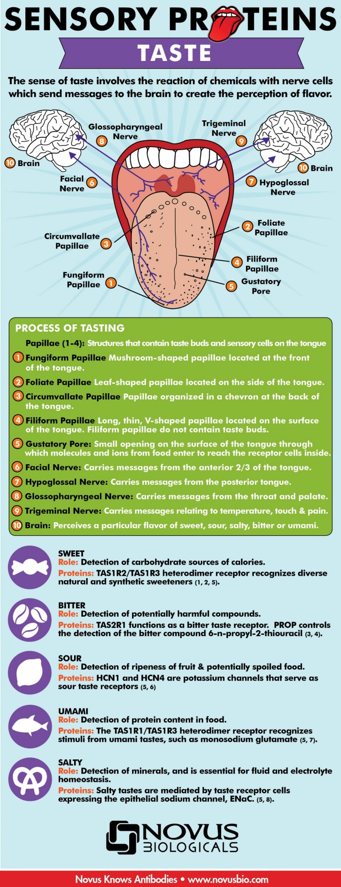 Posterior Tongue Tie Symptoms HRF Posterior Tongue Tie Symptoms HRF