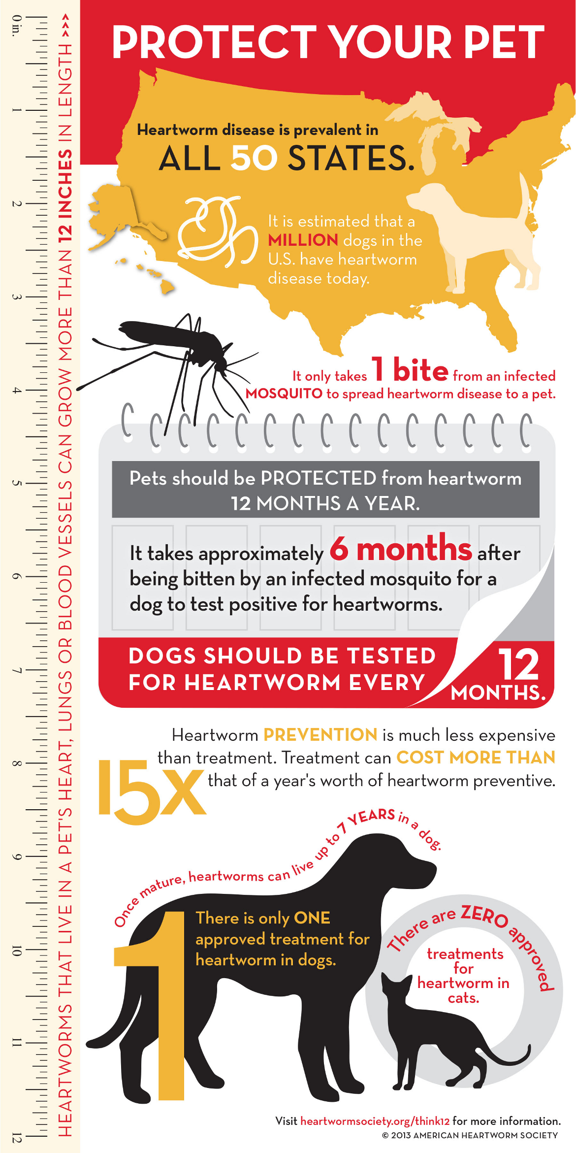 Heartworm Facts in Dogs