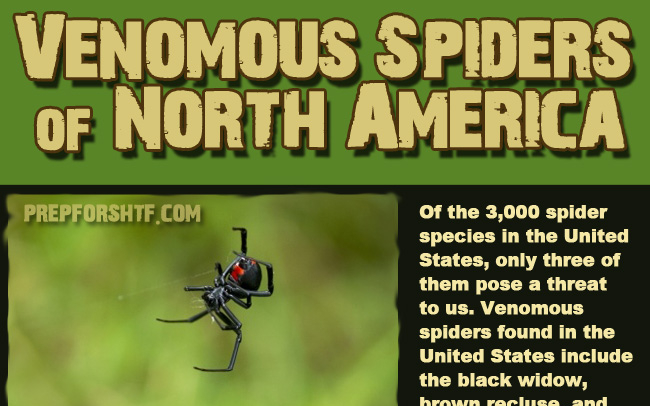 Black Widow Spider Bite Symptoms - HRF