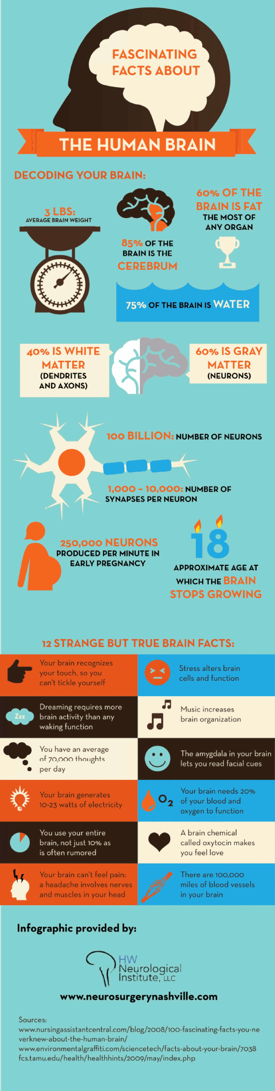 Fascinating Facts About the Human Brain