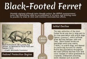 Pros and Cons of Ferrets