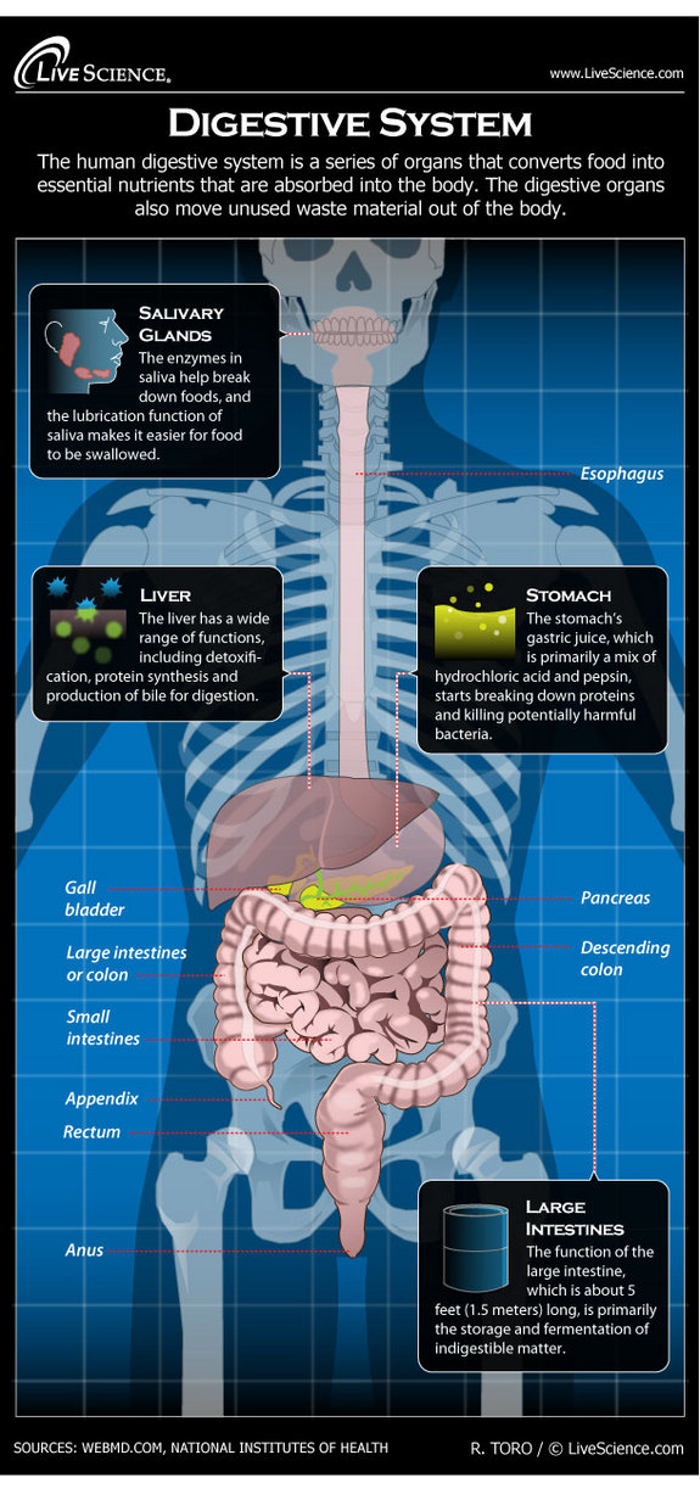 Salvary Glands VS Digestive System