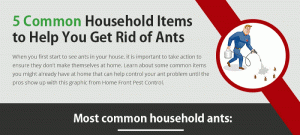 Ant Killer Home Remedy