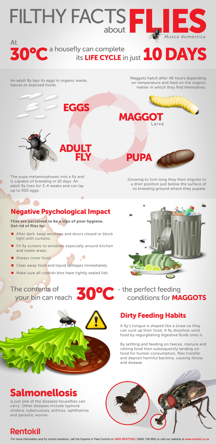 Filthy Facts About Flies