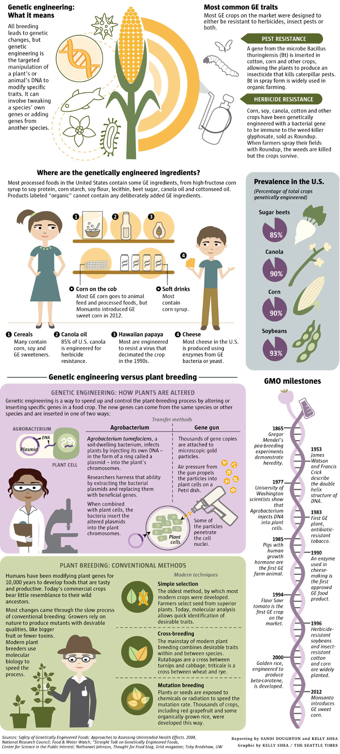 Genetic Engineering What It Means