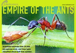 Home Remedies For Ant Bites