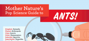 Home Remedies for Killing Ants