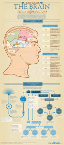 How Does Memory Retain Inormation