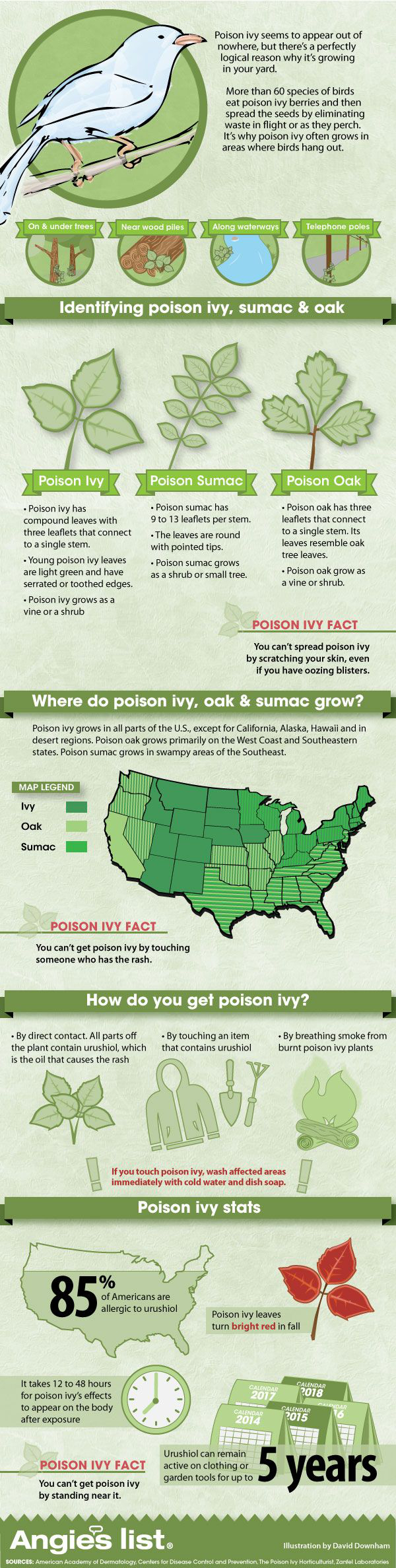 Identifying Poison Ivy Sumac and Oak