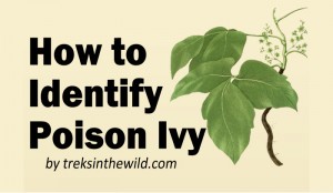 Is Poison Ivy Contagious