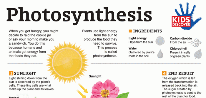 liquid chlorophyll benefits