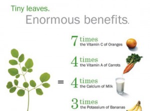 Moringa Tree Benefits