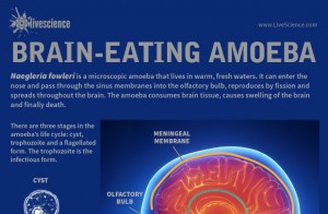 Naegleria Fowleri Symptoms