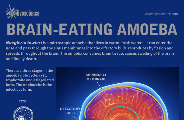 Brain eating amoeba. Naegleria fowleri жизненный цикл.