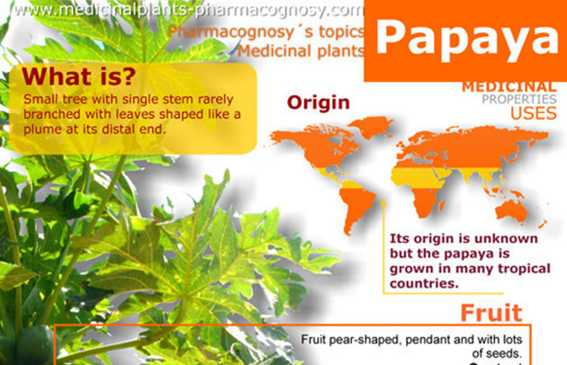 Papaya Enzyme Benefits - HRF
