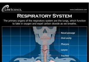 Phenomia Symptoms