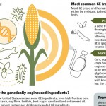 Pros and Cons of Genetic Engineering