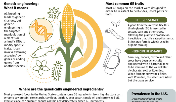 Essay on the cons of genetic engineering