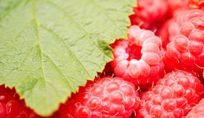 Red Raspberry Leaf Tea Benefits - HRF