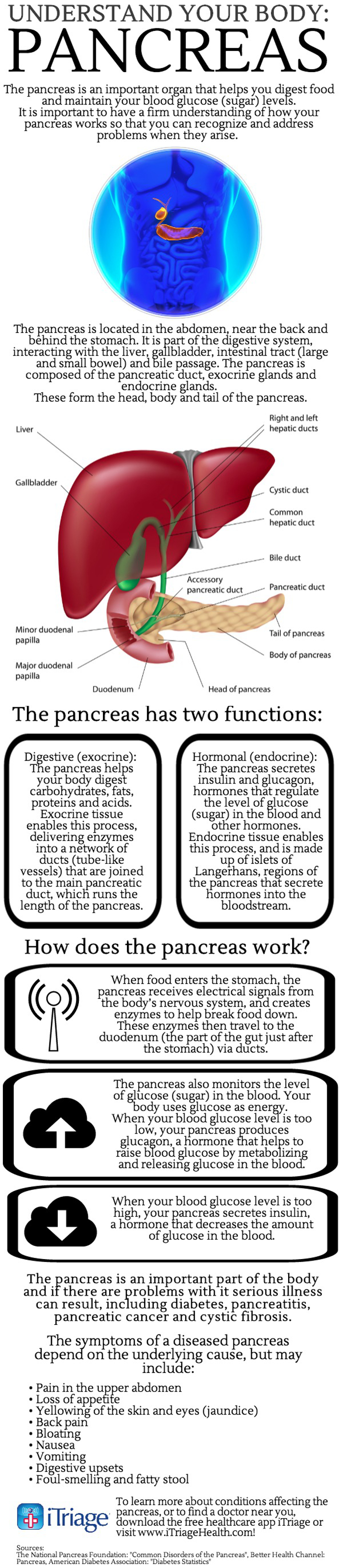 Understand Your Body Pancreas