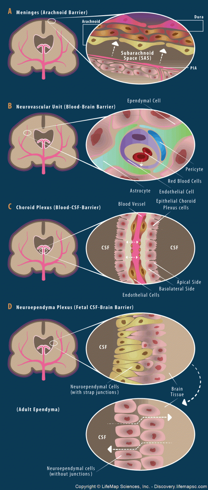 Arachnoid Brain Barrier HRF