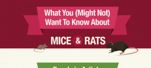 Difference Between Mouse and Rat Droppings