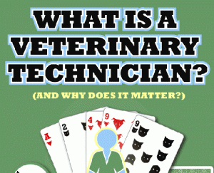 Difference Between Vet Technician and Vet Technologist