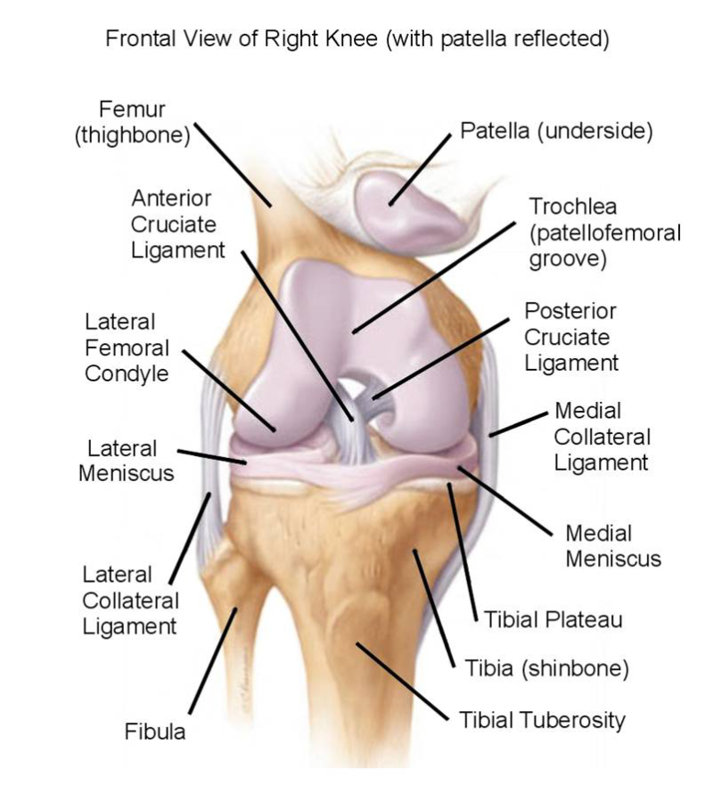 Frontal View Of Right Knee