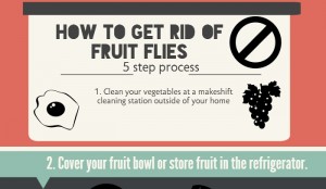 Home Remedies for Fruit Flies