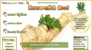 Horseradish Health Benefits