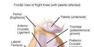 MCL Sprain Symptoms