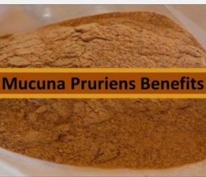 Mucuna Pruriens Benefits