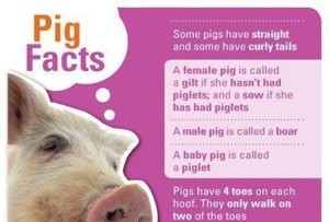 Pigs as Pets Pros and Cons