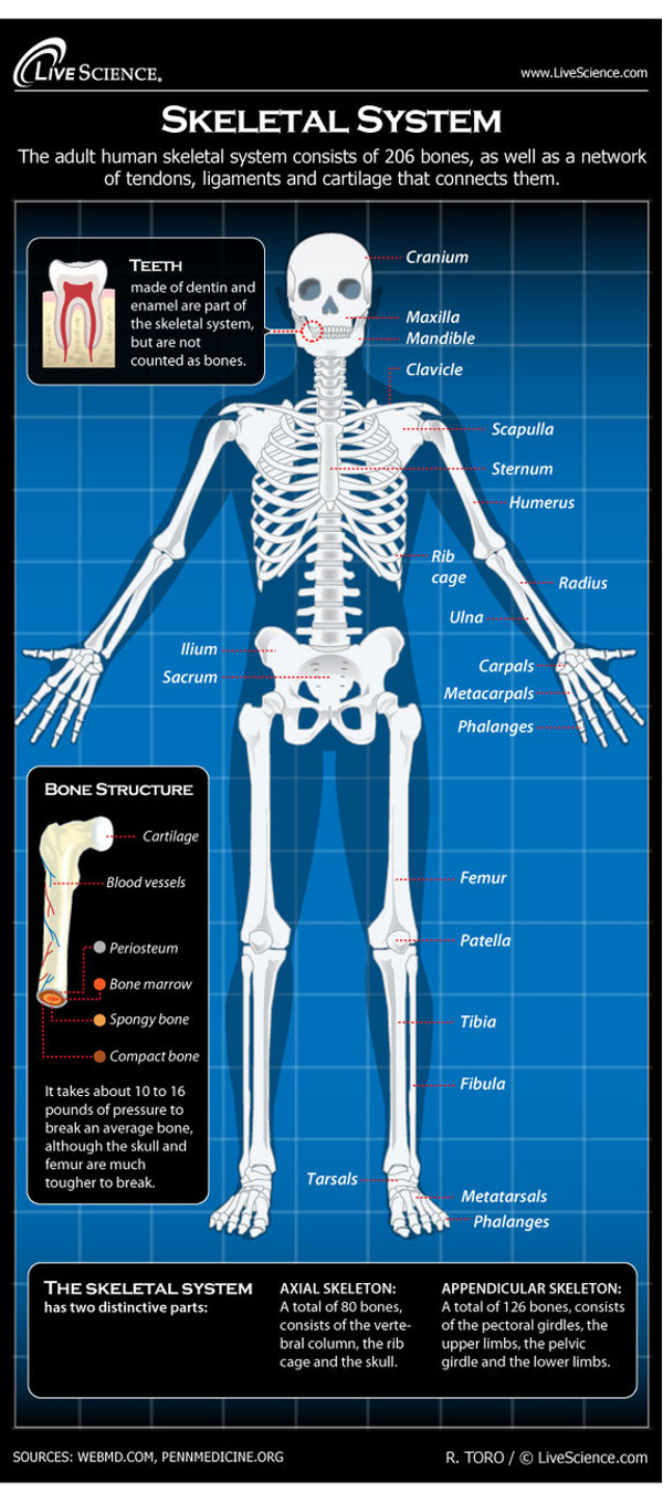 Skeletal System