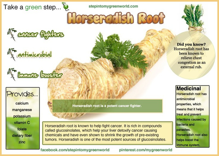 Take A Green Step Horseradish Root