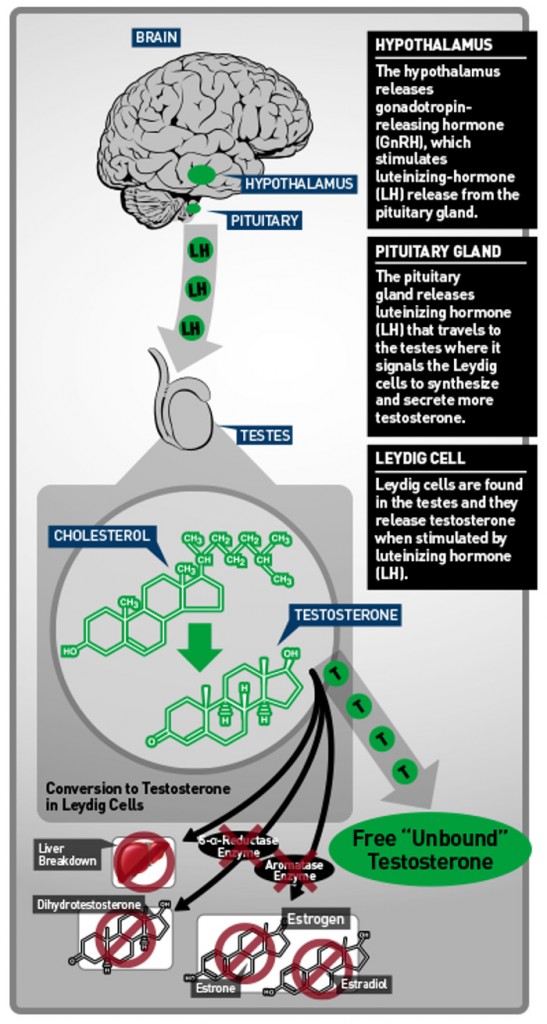 Testosterone Boosters Pros and Cons HRF