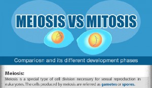 binary fission vs mitosis chart