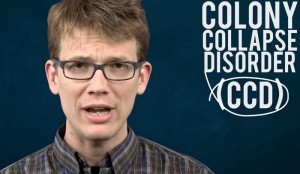 12 Amazing Colony Collapse Disorder Statistics