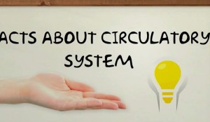 8 Interesting Facts About The Circulatory System