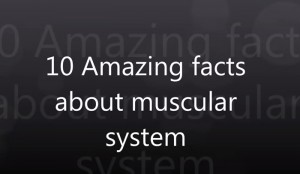 9 Interesting Facts About The Muscular System