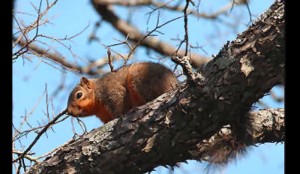 Dealing with the Phobia of Squirrels