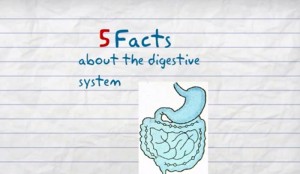 Interesting Facts About the Digestive System