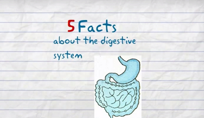Interesting Facts About the Digestive System - HRF