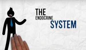9 Interesting Facts About The Endocrine System