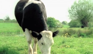 18 Profound Mad Cow Disease Statistics