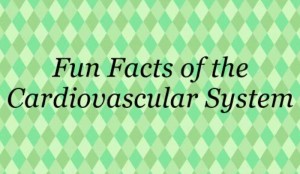 7 Interesting Facts About the Cardiovascular System