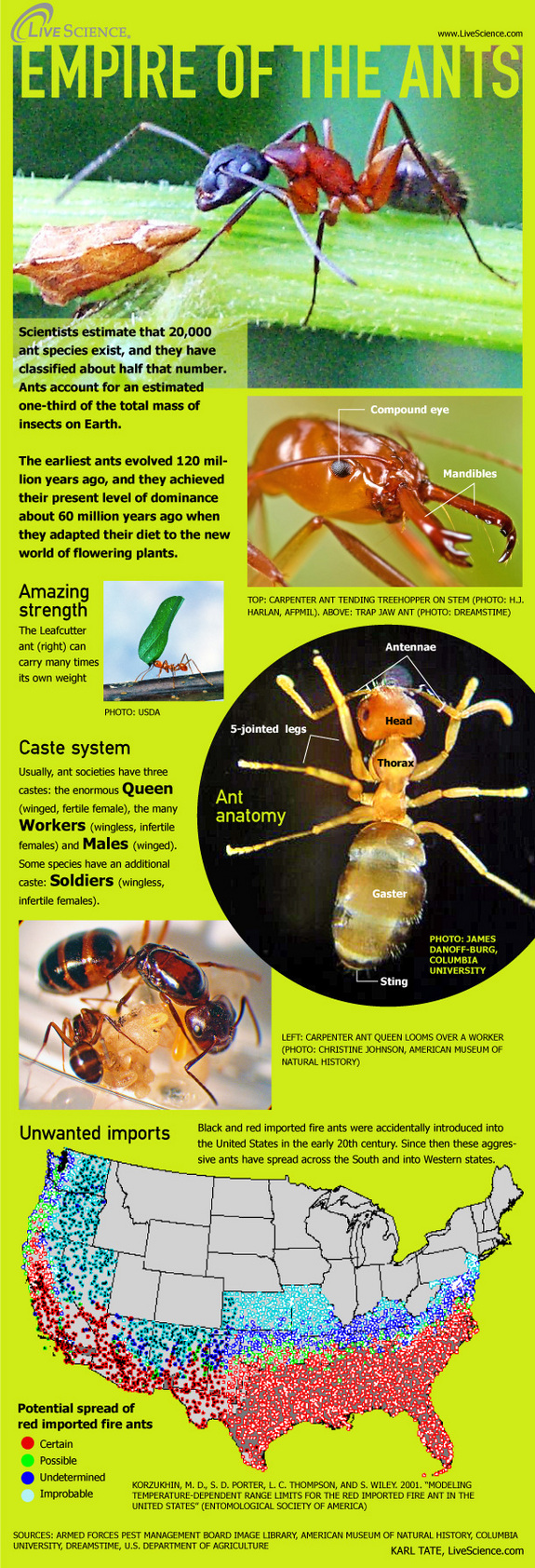 Interesting Facts About Fire Ants