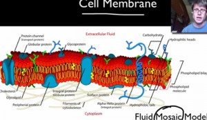 4 Interesting Facts About the Cell Membrane