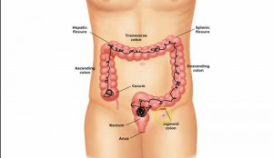 5 Interesting Facts About the Large Intestine